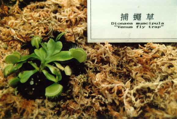 Venus fly trap